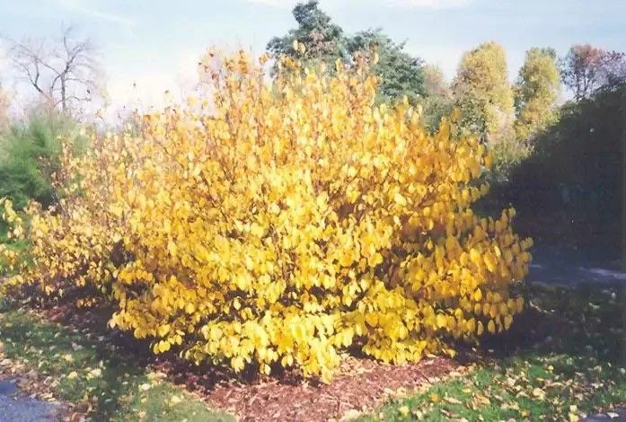 Spice Bush Live Plant - Lindera benzoin, Quart Pot, Outdoor Shrub - Image 1