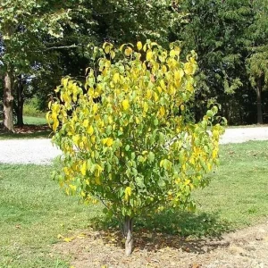 Spicebush Bare Root Plant - Lindera Benzoin - 2 Pack Deciduous Shrub - Image 3