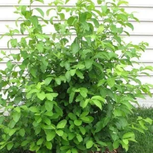 Spicebush Bare Root Plant - Lindera Benzoin - 2 Pack Deciduous Shrub - Image 4