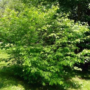 Spicebush Bare Root Plant - Lindera Benzoin - 2 Pack Deciduous Shrub - Image 5