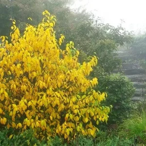 Spicebush Bare Root Plant - Lindera Benzoin - 2 Pack Deciduous Shrub - Image 6