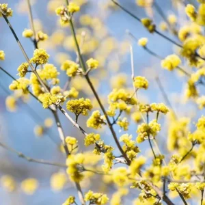 Spicebush Live Plant – Native Shrub, Fragrant, 10-14in Tall, 1 Quart Pot - Image 10