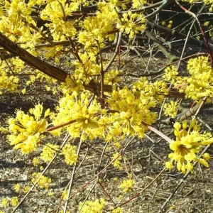 Spicebush Live Plant – Native Shrub, Fragrant, 10-14in Tall, 1 Quart Pot - Image 3