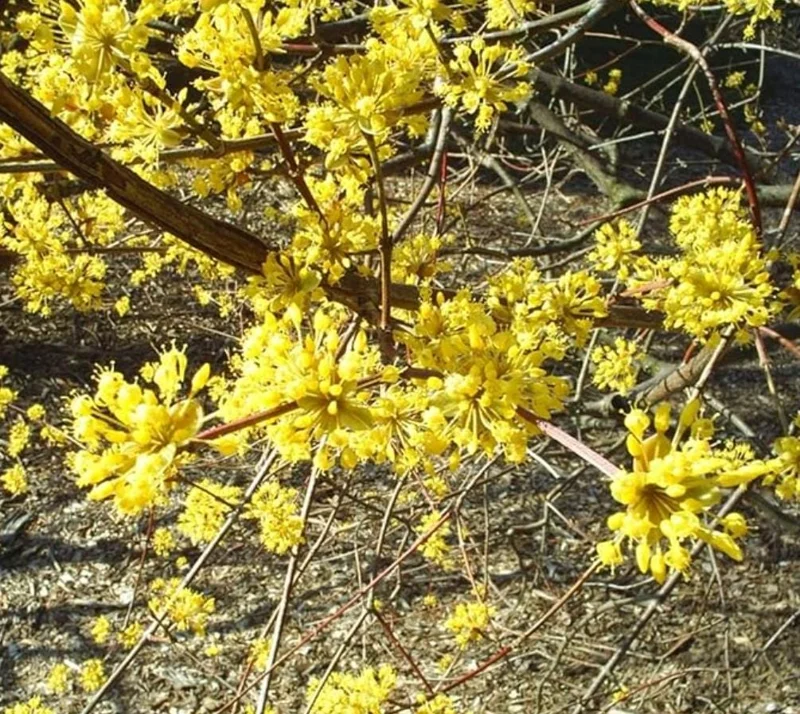 Spicebush Live Plant – Native Shrub, Fragrant, 10-14in Tall, 1 Quart Pot - Image 3