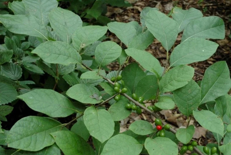 Spicebush Live Plant – Native Shrub, Fragrant, 10-14in Tall, 1 Quart Pot - Image 4