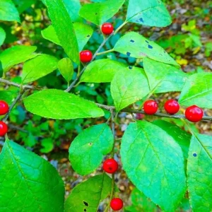 Spicebush Live Plant – Native Shrub, Fragrant, 10-14in Tall, 1 Quart Pot - Image 5