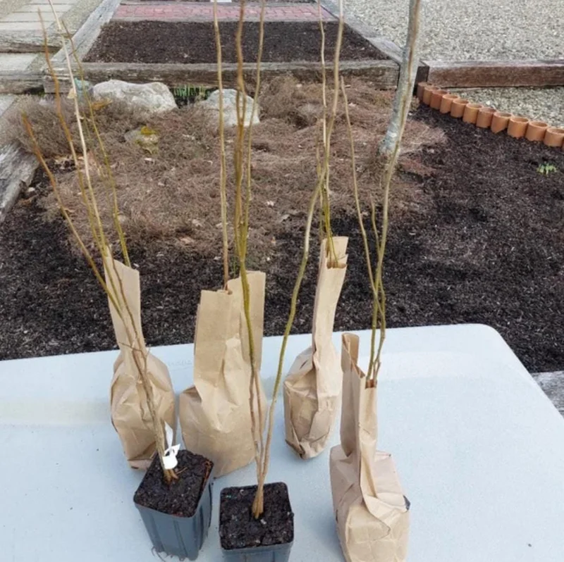 Spicebush Live Plant – Native Shrub, Fragrant, 10-14in Tall, 1 Quart Pot - Image 6