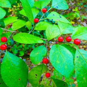 Spicebush Live Plant - Quart Pot - Native Shrub, Deciduous, Outdoor - Image 2