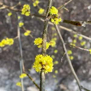 Spicebush Live Plant - Quart Pot - Native Shrub, Deciduous, Outdoor - Image 3