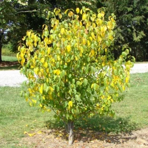 Spicebush Live Plant - Quart Pot - Native Shrub, Deciduous, Outdoor - Image 5