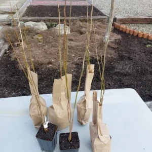 Spicebush Live Plant - Quart Pot - Native Shrub, Deciduous, Outdoor - Image 6