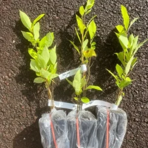 Spicebush Live Plant - Quart Pot - Native Shrub, Deciduous, Outdoor - Image 7