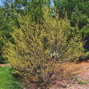 Spicebush Live Tree - Lindera Benzoin - 10-14" Tall - 1 Quart Pot - Yellow Blooms - Image 2