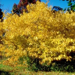 Spicebush Live Tree - Lindera Benzoin - 10-14" Tall - 1 Quart Pot - Yellow Blooms - Image 1