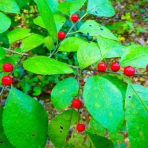 Spicebush Live Tree - Lindera Benzoin - 10-14