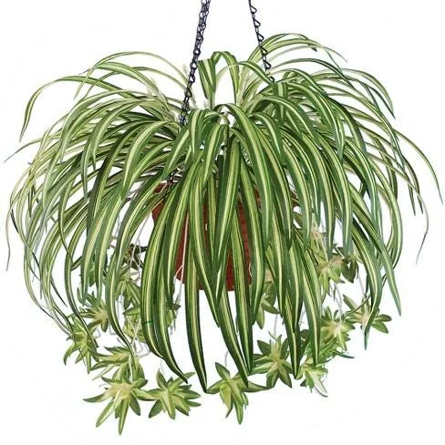 Spider Plant (Chlorophytum Comosum) Live Plant – 4 inch Pot – Indoor Houseplant - Image 3