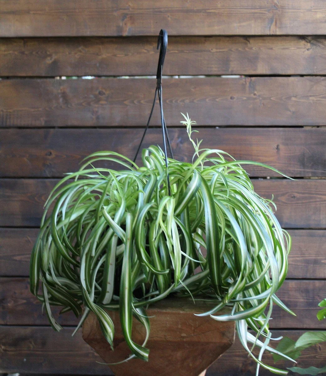 Spider Plant (Chlorophytum Comosum) Live Plant – 4 inch Pot – Indoor Houseplant - Image 1