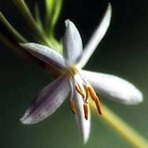 Spider Plant Live Plant - 10" Height in 4" Pot - Easy Care Houseplant - Image 2