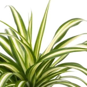 Spider Plant Live Plant - 10" Height in 4" Pot - Easy Care Houseplant - Image 1
