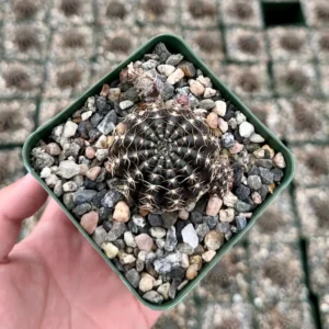 Spider Web Cactus Live Plant, Lobivia Arachnacantha, 3.5" Pot, Unique Spines - Image 2