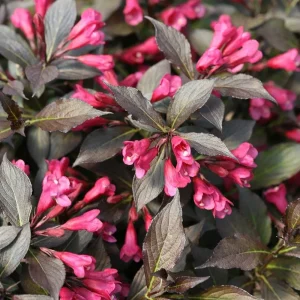 Spilled Wine Weigela Live Plant – Red Leaves, Magenta Flowers – 4 inch Pot – Outdoor Shrub - Image 1