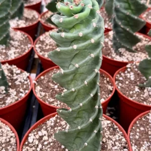 Spiral Cactus Live Plant – Cereus Forbesii Spiralis – Rare Cactus – 4" Pot - Image 2