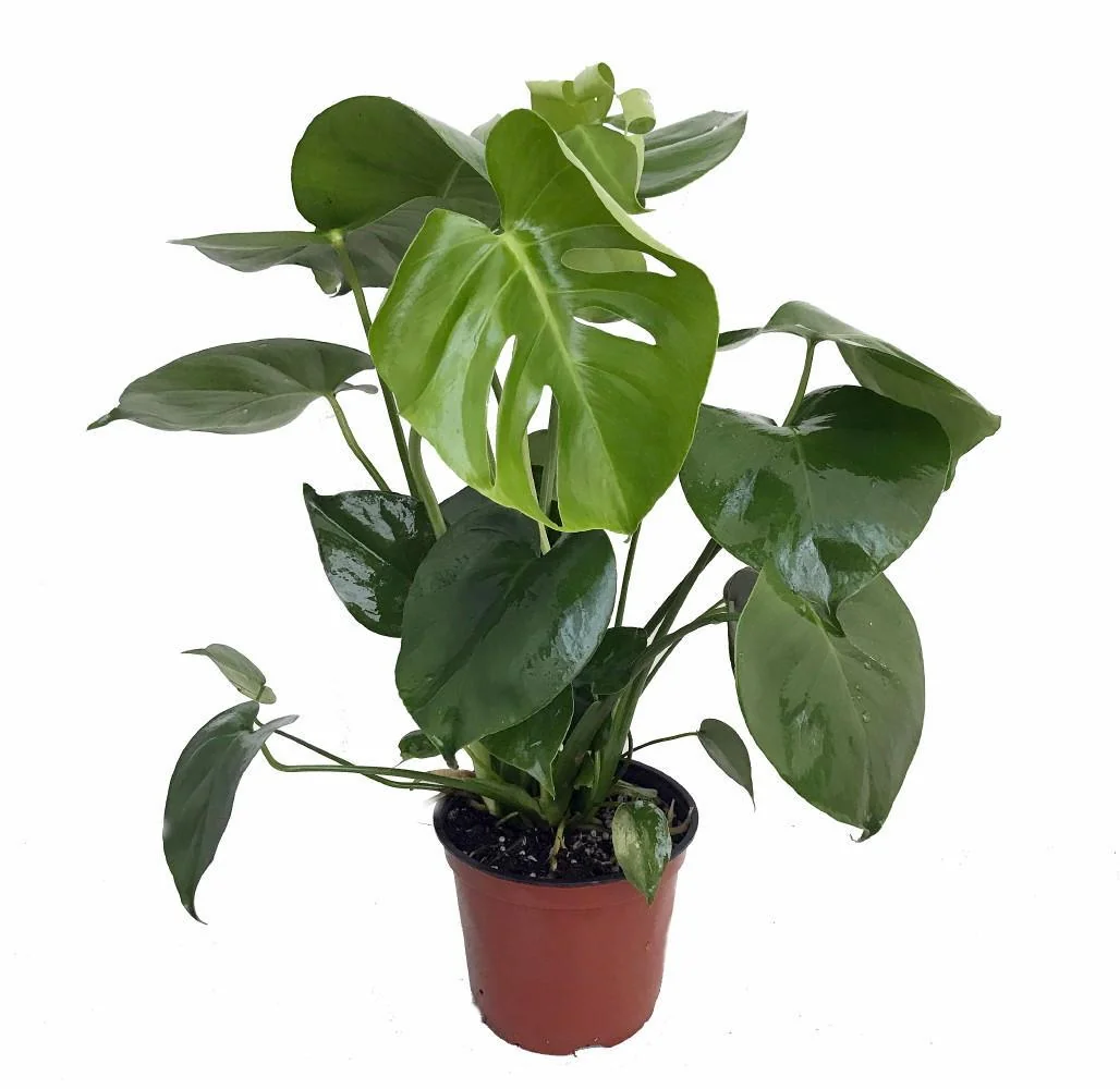 Split Leaf Philodendron - Monstera Deliciosa Live Plant 4 inch Pot Indoor - Image 2