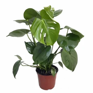 Split Leaf Philodendron - Monstera Deliciosa Live Plant 4 inch Pot Indoor - Image 4