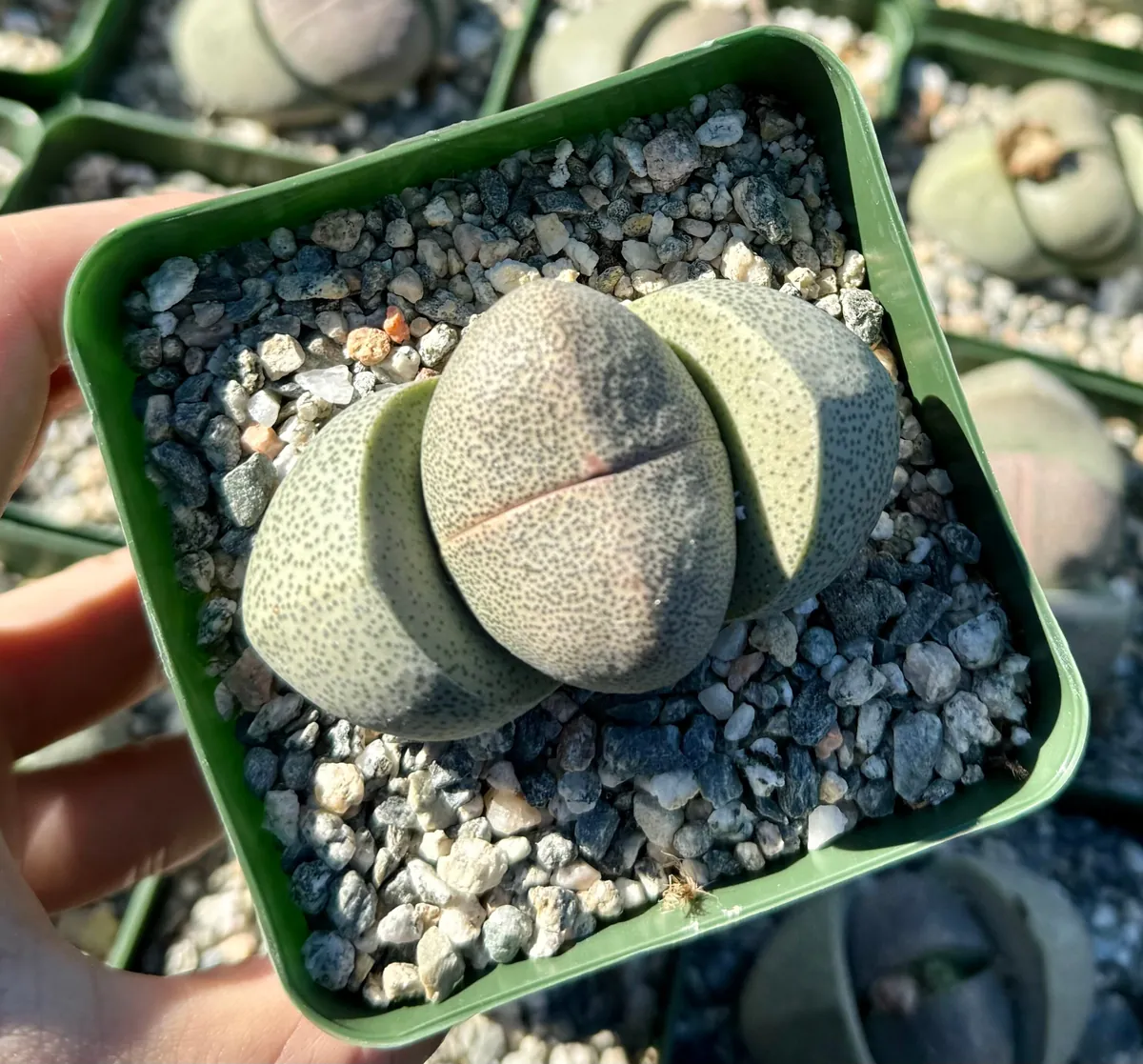 Split Rock Succulent Live Plant – Pleiospilos Nelii – 3.5 inch Pot – Indoor/Outdoor - Image 3