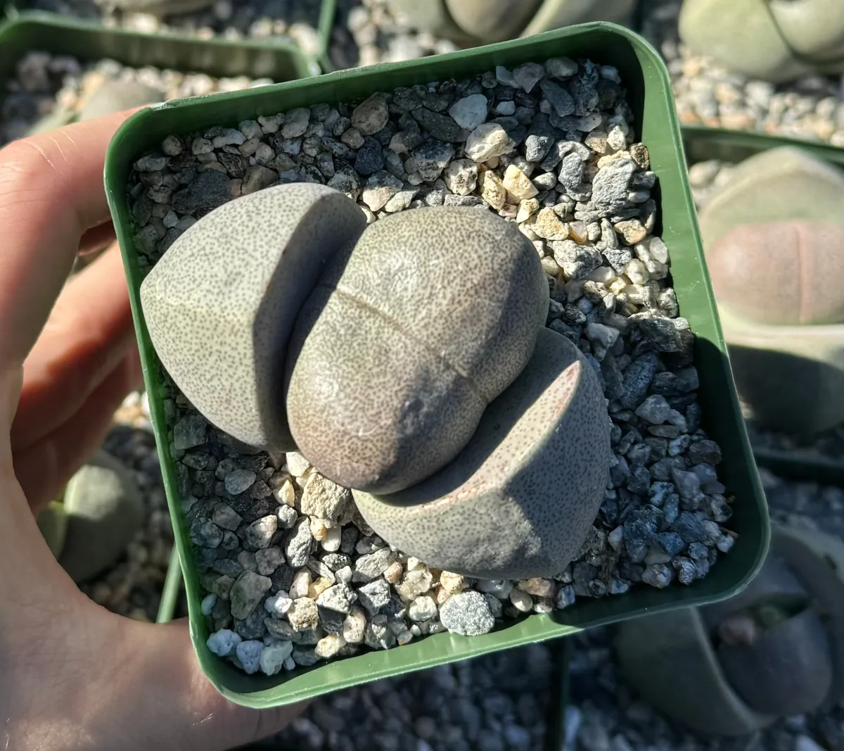 Split Rock Succulent Live Plant – Pleiospilos Nelii – 3.5 inch Pot – Indoor/Outdoor - Image 4