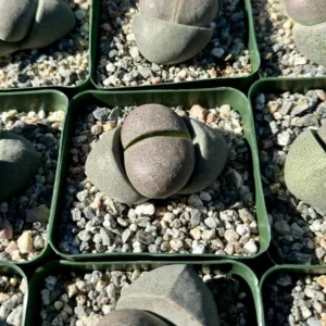 Split Rock Succulent Live Plant – Pleiospilos Nelii – 3.5 inch Pot – Indoor/Outdoor - Image 5
