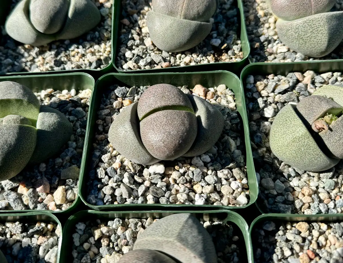 Split Rock Succulent Live Plant – Pleiospilos Nelii – 3.5 inch Pot – Indoor/Outdoor - Image 5