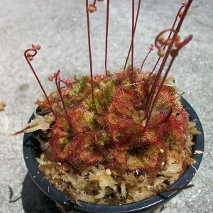 Spoon Leaf Sundew (Drosera Spathulata) Live Carnivorous Plant, 3 inch pot, Indoor/Outdoor - Image 1