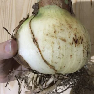 Spotted Queen Amaryllis Bulb 26-32 cm - Hybrid Flower Bulb for Forcing - Image 2