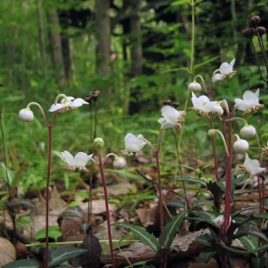 Spotted Wintergreen Bare Root Plant - Chimaphila Maculata - Evergreen Herb - Image 2
