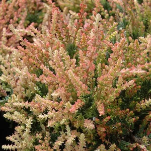 Spring Torch Scotch Heather Live Plant - Calluna vulgaris - 4 inch Pot - Image 2