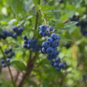 Springhigh Blueberry Live Plant - 1 Vaccinium corymbosum Starter Plug - Early Large Berries - Image 6