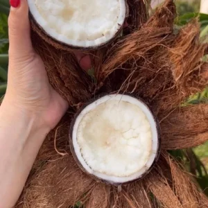 Sprouted Coconut Fruit - Cotton Candy Texture, 2-Pack, Costa Rican - Image 3