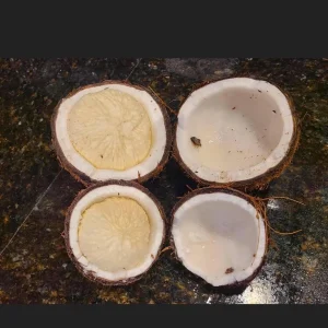 Sprouted Coconut Fruit - Cotton Candy Texture, 2-Pack, Costa Rican - Image 6