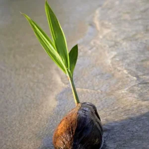 Sprouted Coconut Fruit - Cotton Candy Texture, 2-Pack, Costa Rican - Image 7