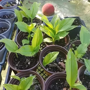 Sprouted Turmeric Live Plant - Curcuma Longa - Ready to Plant Rhizome - 1 Pack - Image 3