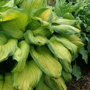 Stained Glass Hosta Bareroot Plant - Fragrant Perennial for Shade Gardens, USDA Zones 3-9 - Image 1