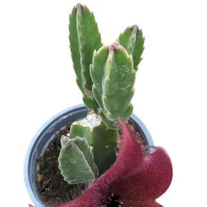 Stapelia grandiflora Succulent Plant - Starfish Flower Live Plant - Image 2