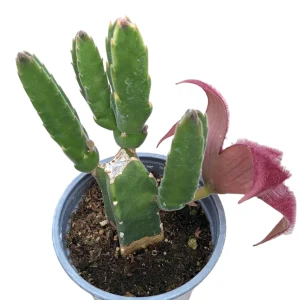 Stapelia grandiflora Succulent Plant - Starfish Flower Live Plant - Image 1