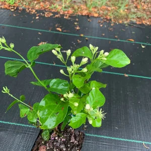 Star Confederate & Night Blooming Jasmine Live Plant Combo - 2 Pack, 12 inches tall - Image 1