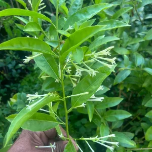 Star Confederate & Night Blooming Jasmine Live Plant Combo - 2 Pack, 12 inches tall - Image 8