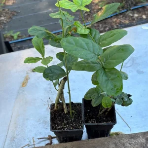 Star Confederate & Night Blooming Jasmine Live Plant Combo - 2 Pack, 12 inches tall - Image 9