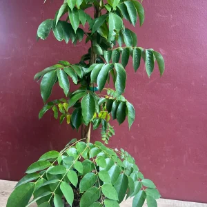 Star Fruit Averrhoa Carambola, Grafted, in 3 gallons pot. Kary starfruit, Kari, no ship to HI - Image 3