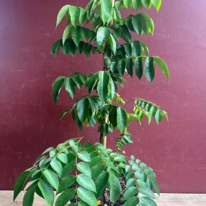 Star Fruit Averrhoa Carambola, Grafted, in 3 gallons pot. Kary starfruit, Kari, no ship to HI - Image 7