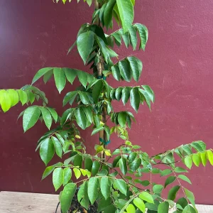 Star Fruit Averrhoa Carambola, Grafted, in 3 gallons pot. Kary starfruit, Kari, no ship to HI - Image 8